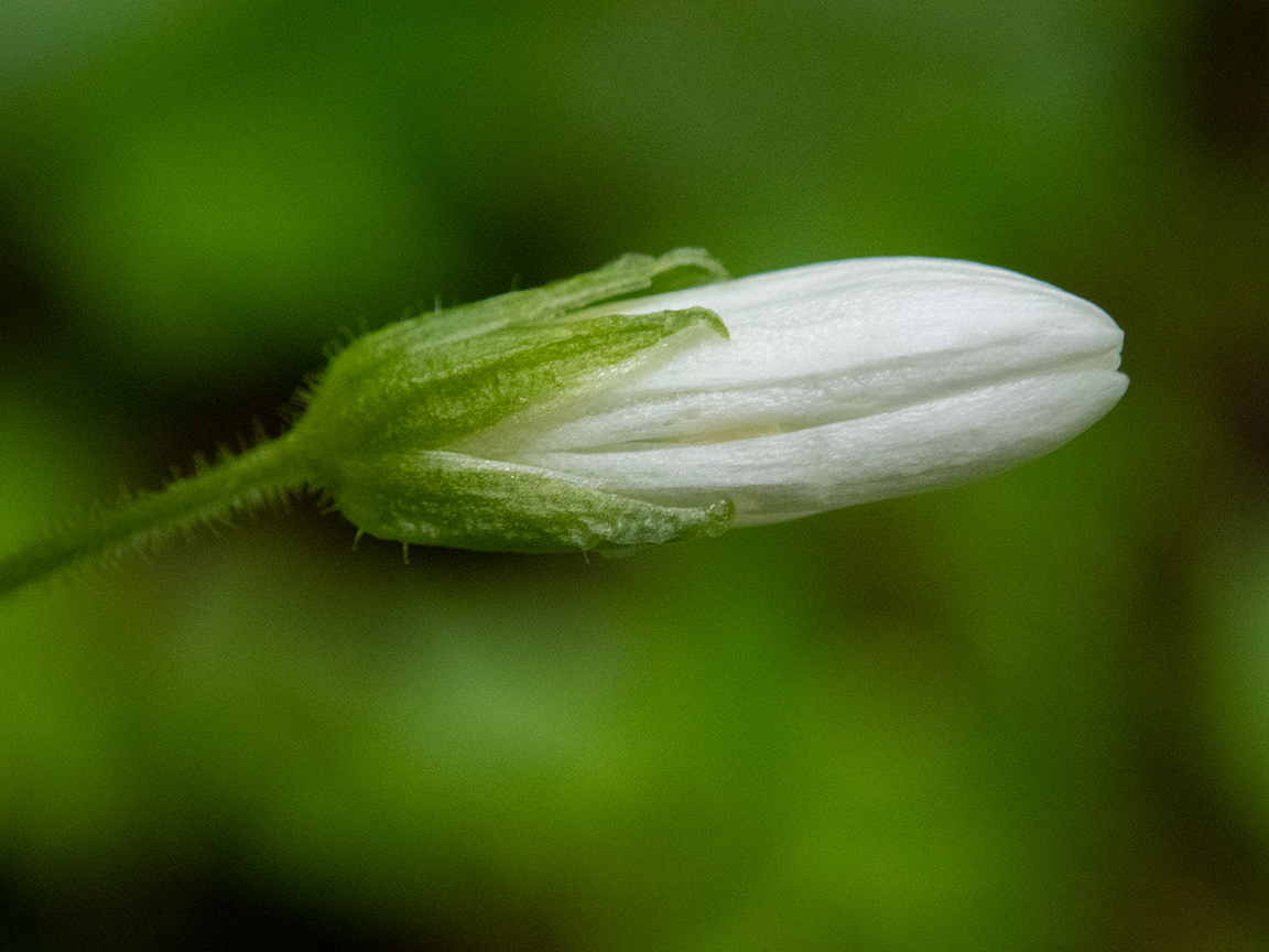 Image of Stellaria nemorum specimen.