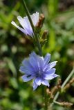 Cichorium intybus. Верхушка побега с соцветиями и мухой. Краснодарский край, Лазаревский р-н, окр. с. Ордынка, 160 м н.у.м., поляна. 18.07.2020.