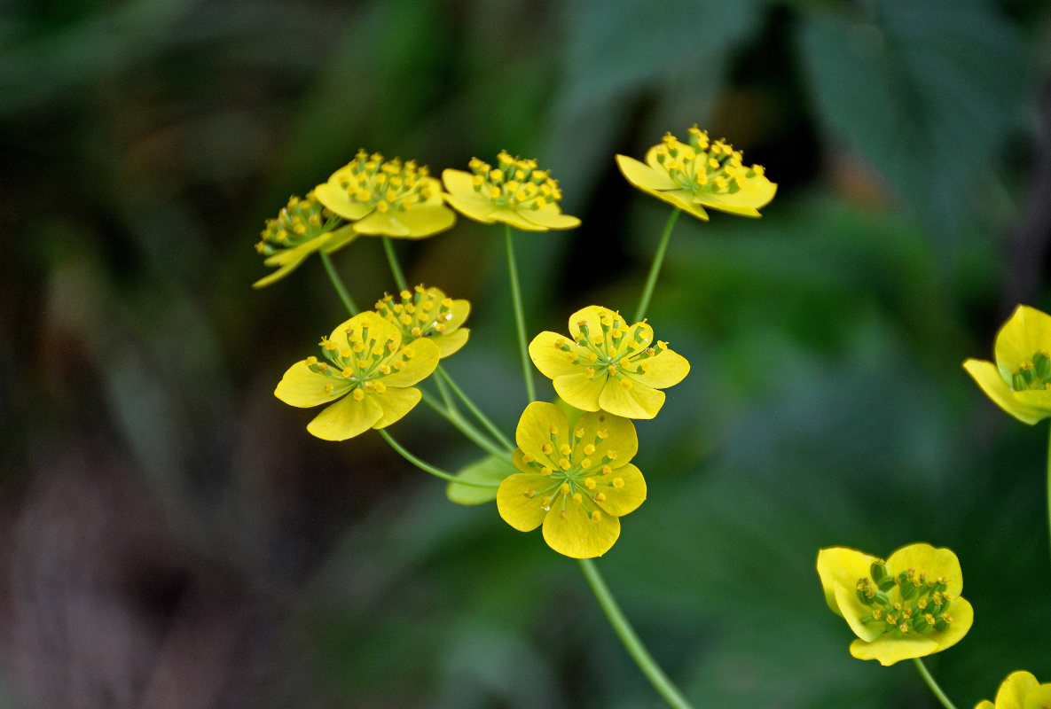 Изображение особи Bupleurum longifolium ssp. aureum.