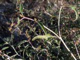 Atriplex aucheri