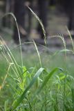 Elymus caninus