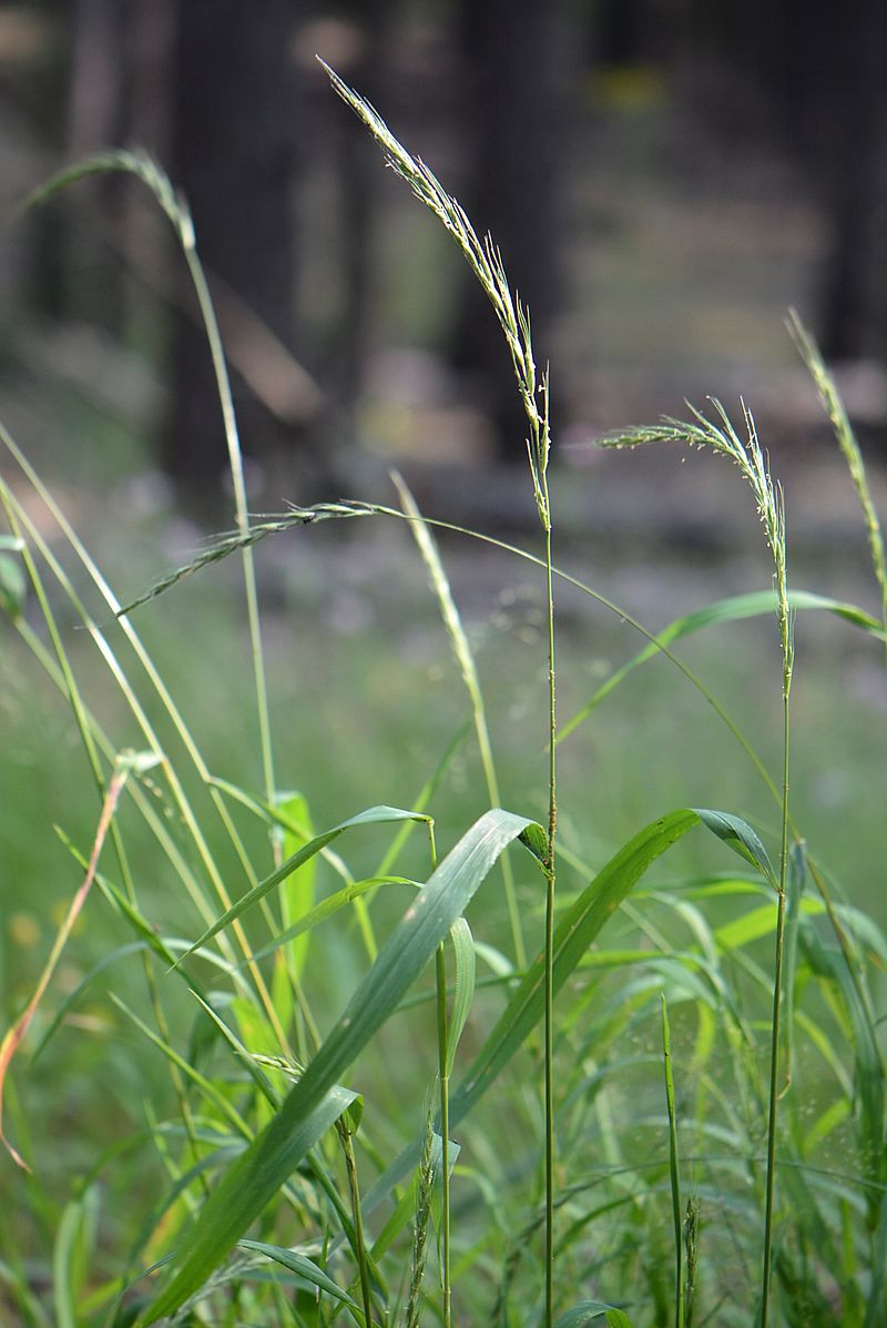 Image of Elymus caninus specimen.