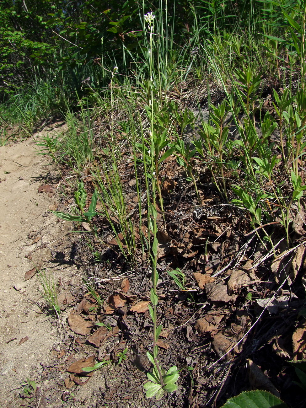 Image of Arabis sagittata specimen.