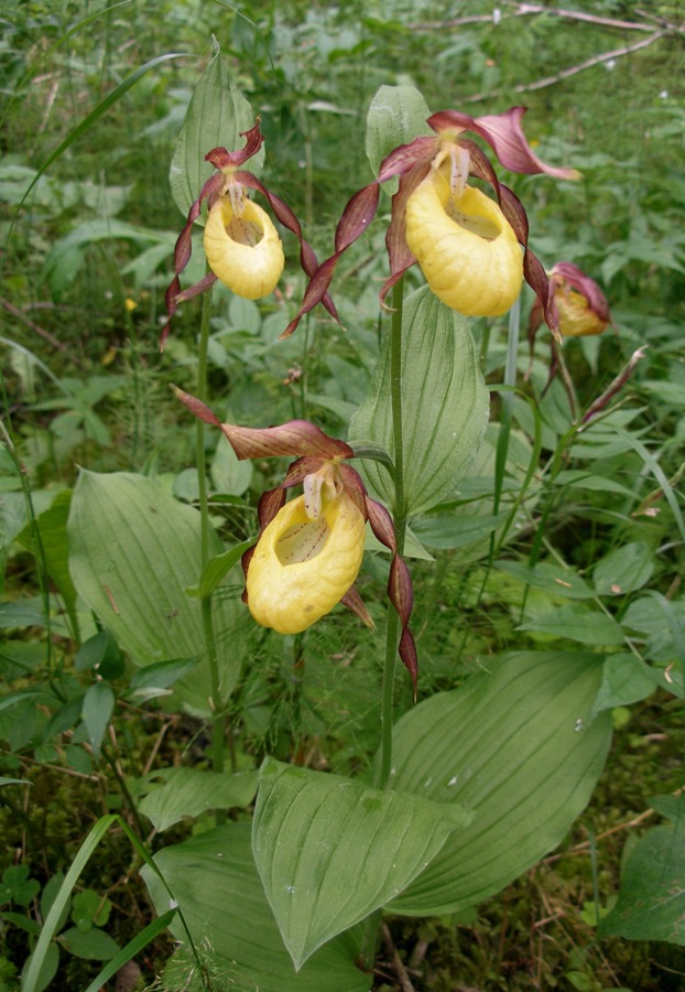 Изображение особи Cypripedium calceolus.