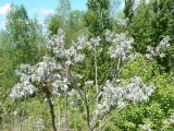 Maackia amurensis. Ветви с молодыми побегами. Хабаровский край, Хабаровский р-н, Большой Уссурийский остров. 18.05.2020.