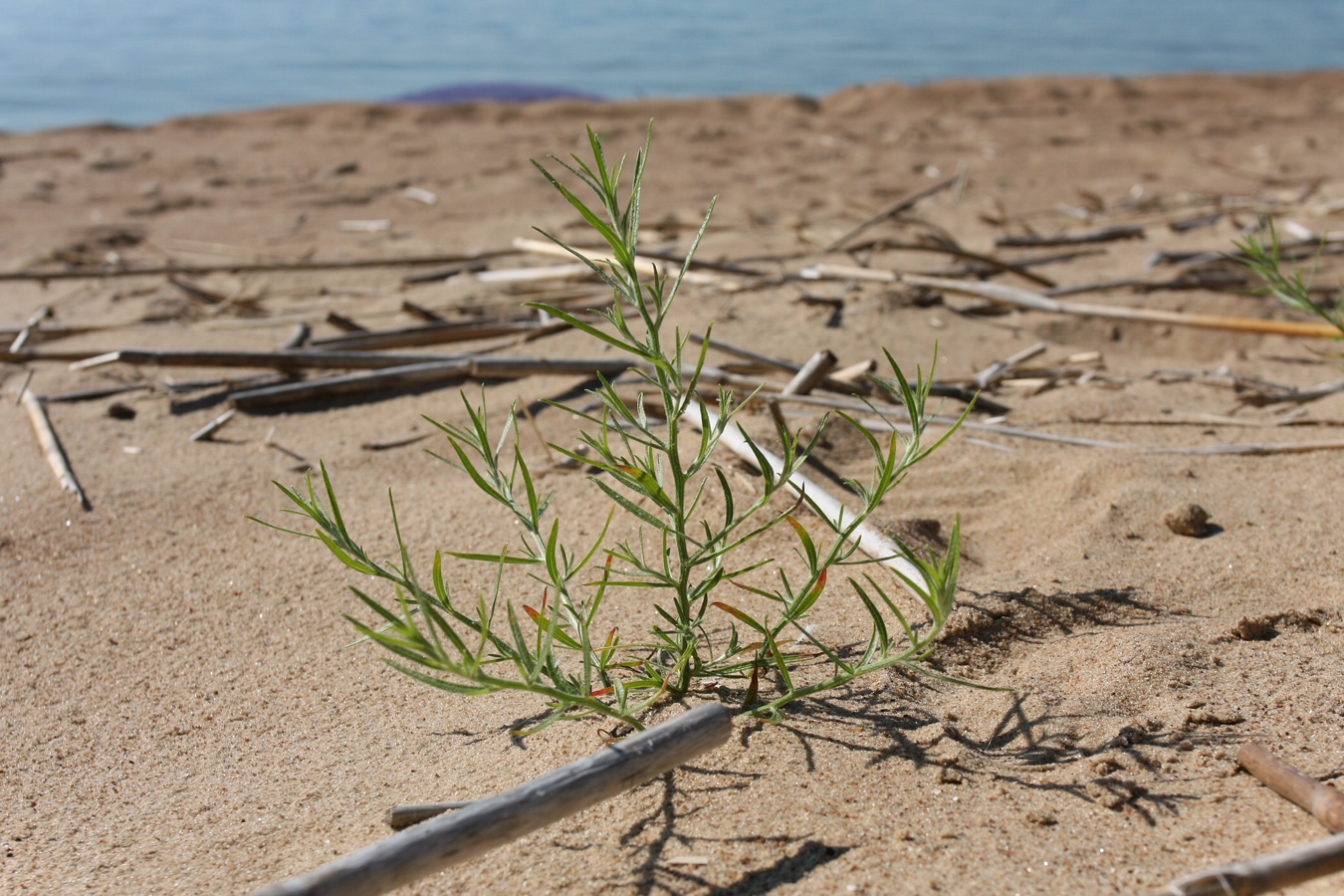 Image of Corispermum leptopterum specimen.