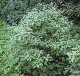 Rhododendron canadense