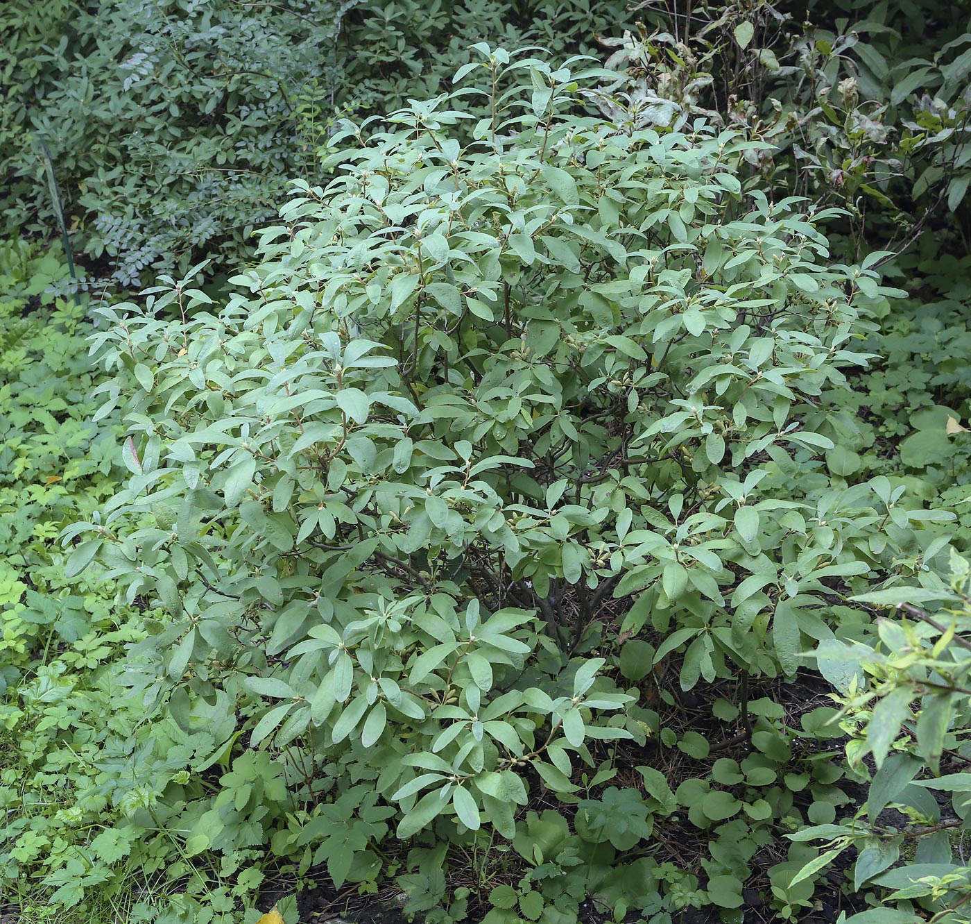 Image of Rhododendron canadense specimen.