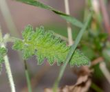 Caiophora cirsiifolia