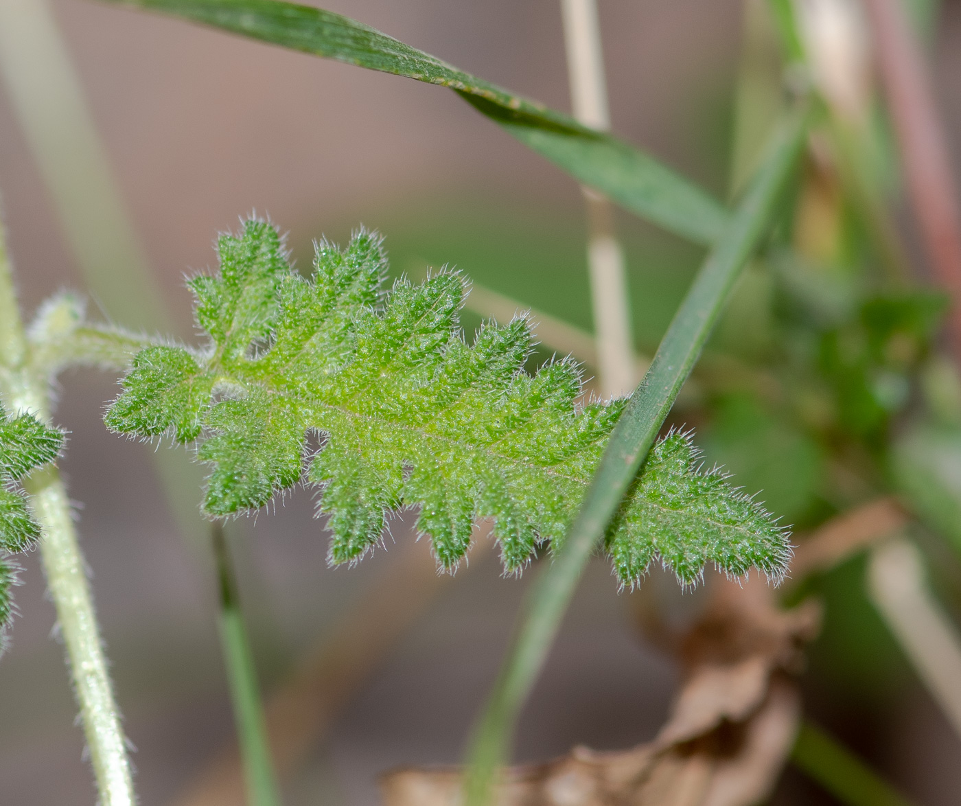 Изображение особи Caiophora cirsiifolia.