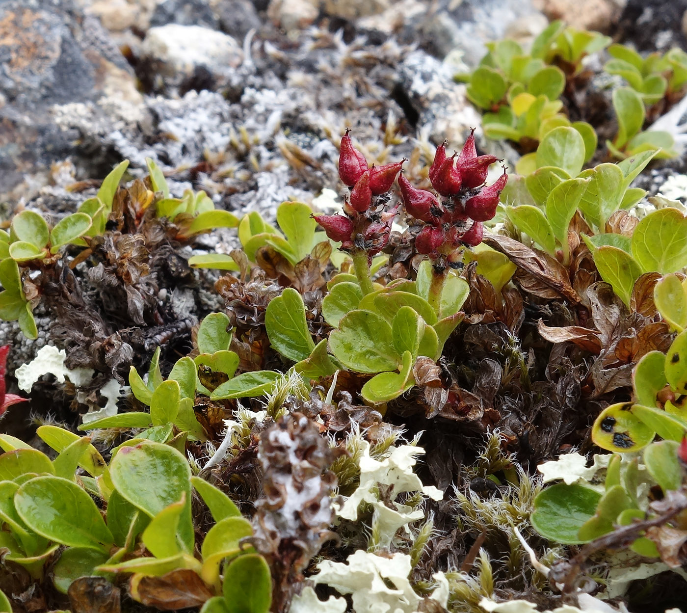 Image of Salix phlebophylla specimen.