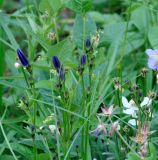 Campanula turczaninovii