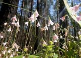 Linnaea borealis. Верхушки побегов с соцветиями. Тверская обл., Весьегонский р-н, берег р.Реня, сосновый бор. 18 июня 2020 г.