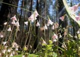 Linnaea borealis