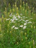 Erigeron annuus