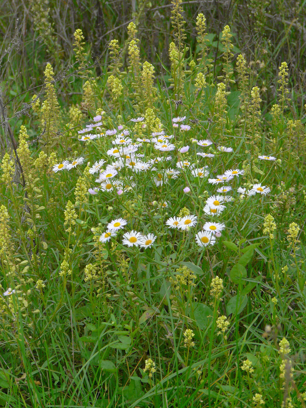 Изображение особи Erigeron annuus.