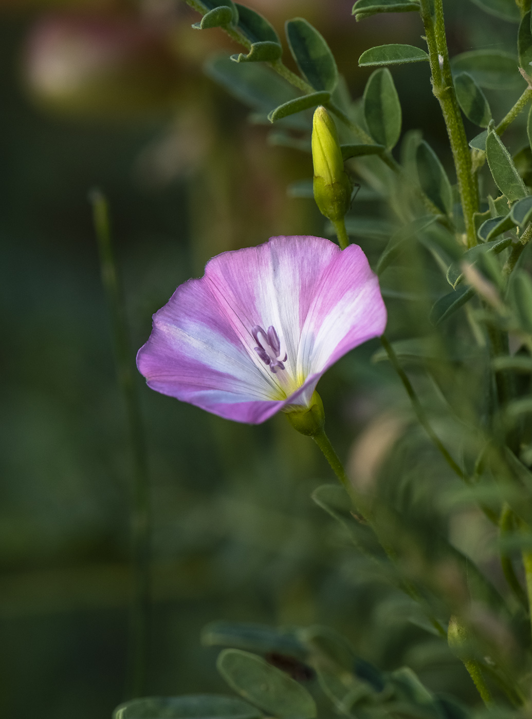 Image of Convolvulus arvensis specimen.