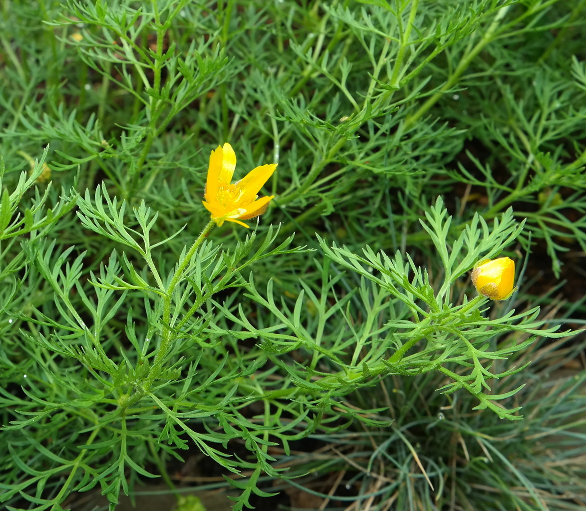 Image of genus Adonis specimen.