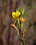 Oenothera rubricaulis