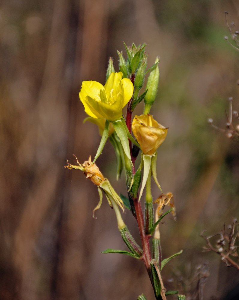 Изображение особи Oenothera rubricaulis.