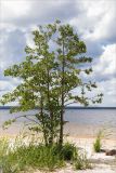 Alnus glutinosa