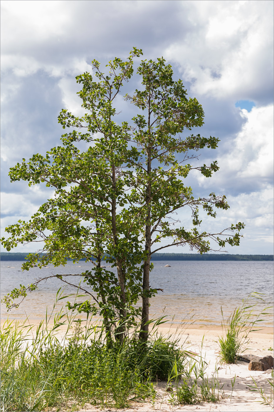 Изображение особи Alnus glutinosa.