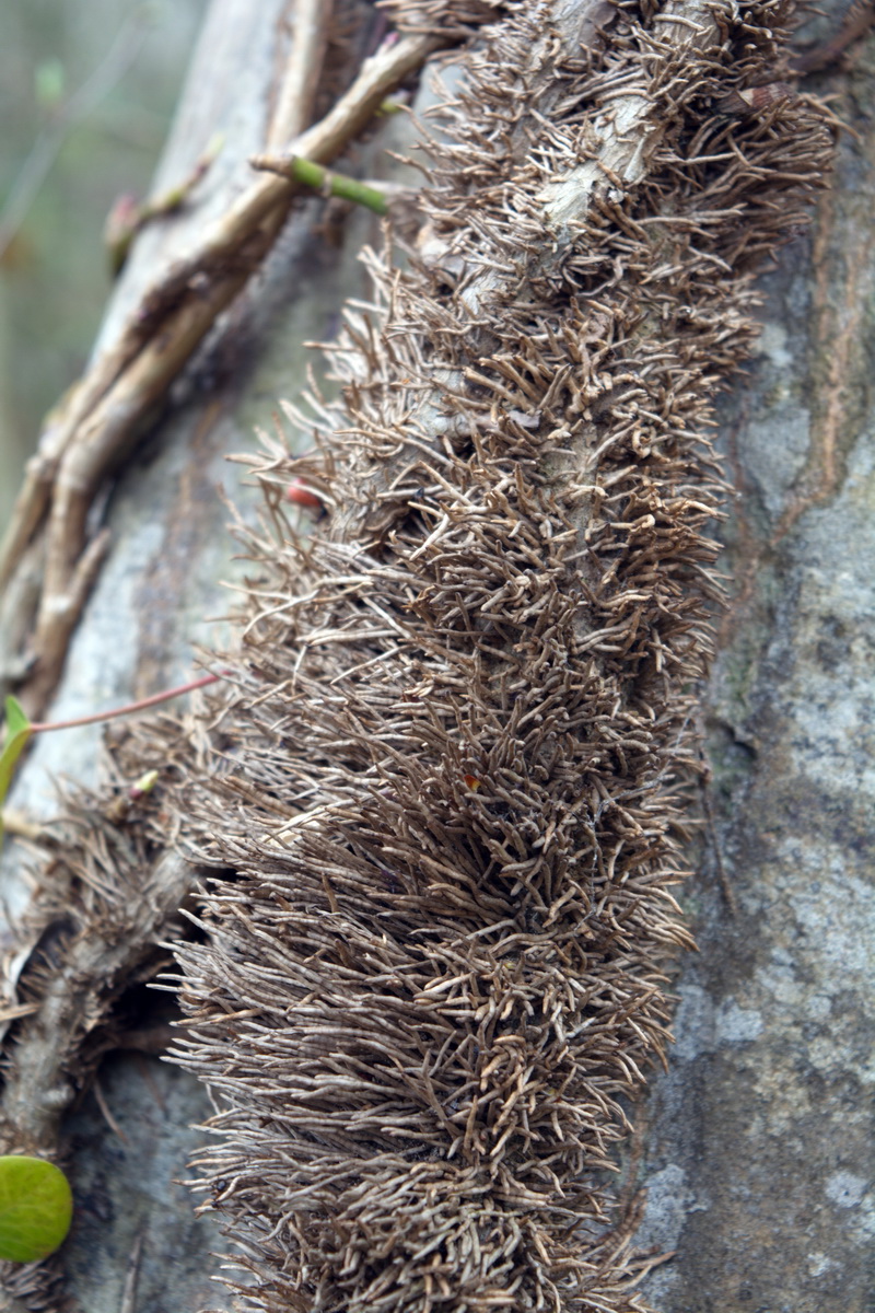 Image of Hedera pastuchovii specimen.