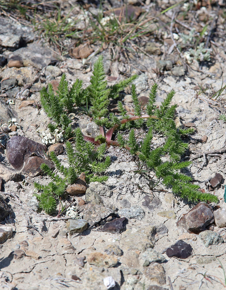 Image of Palimbia rediviva specimen.