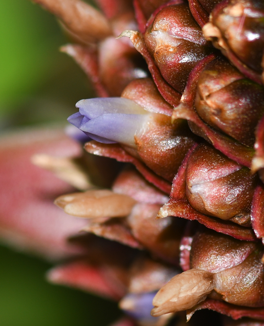 Image of Ananas comosus specimen.