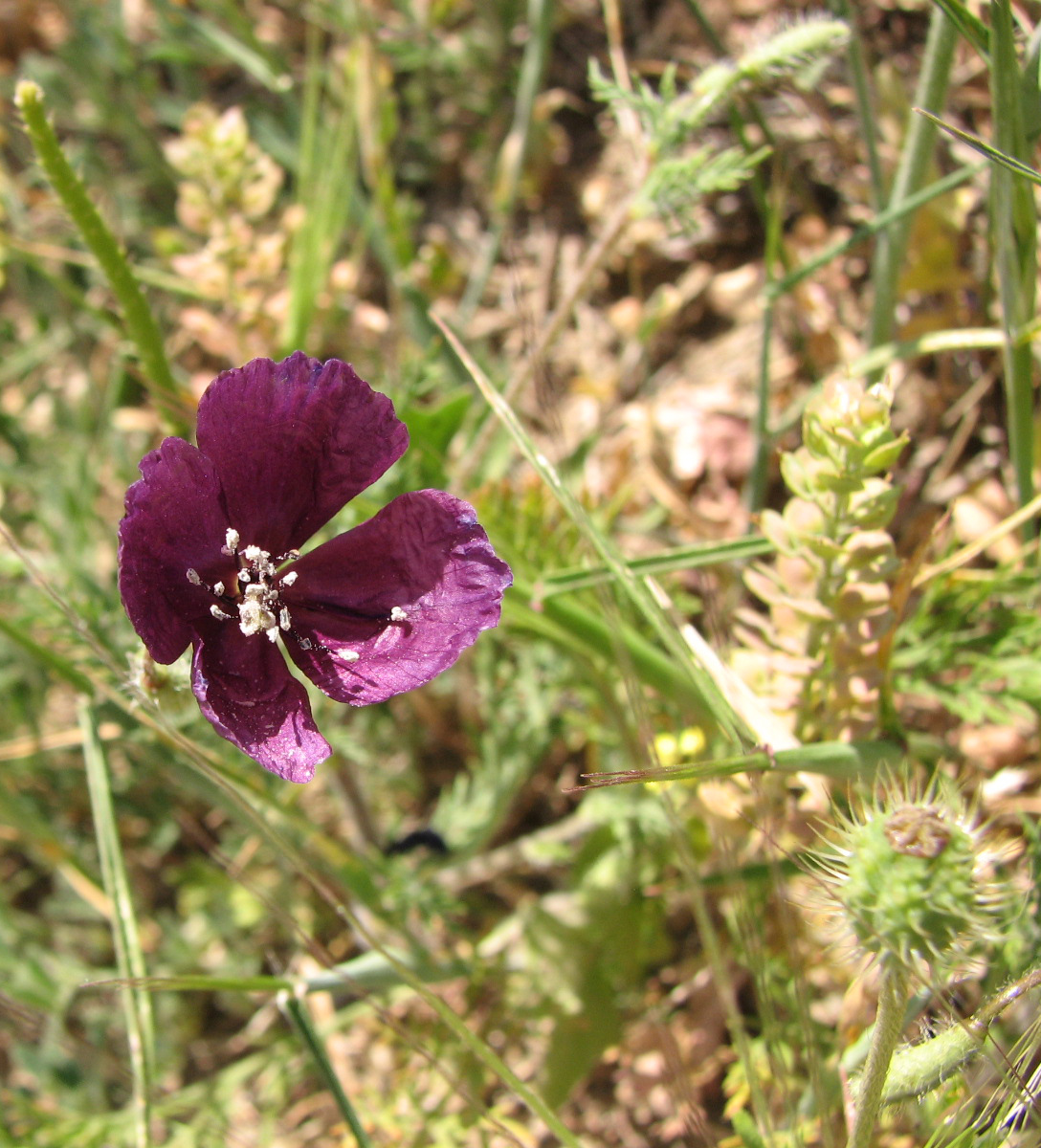 Image of Roemeria hybrida specimen.