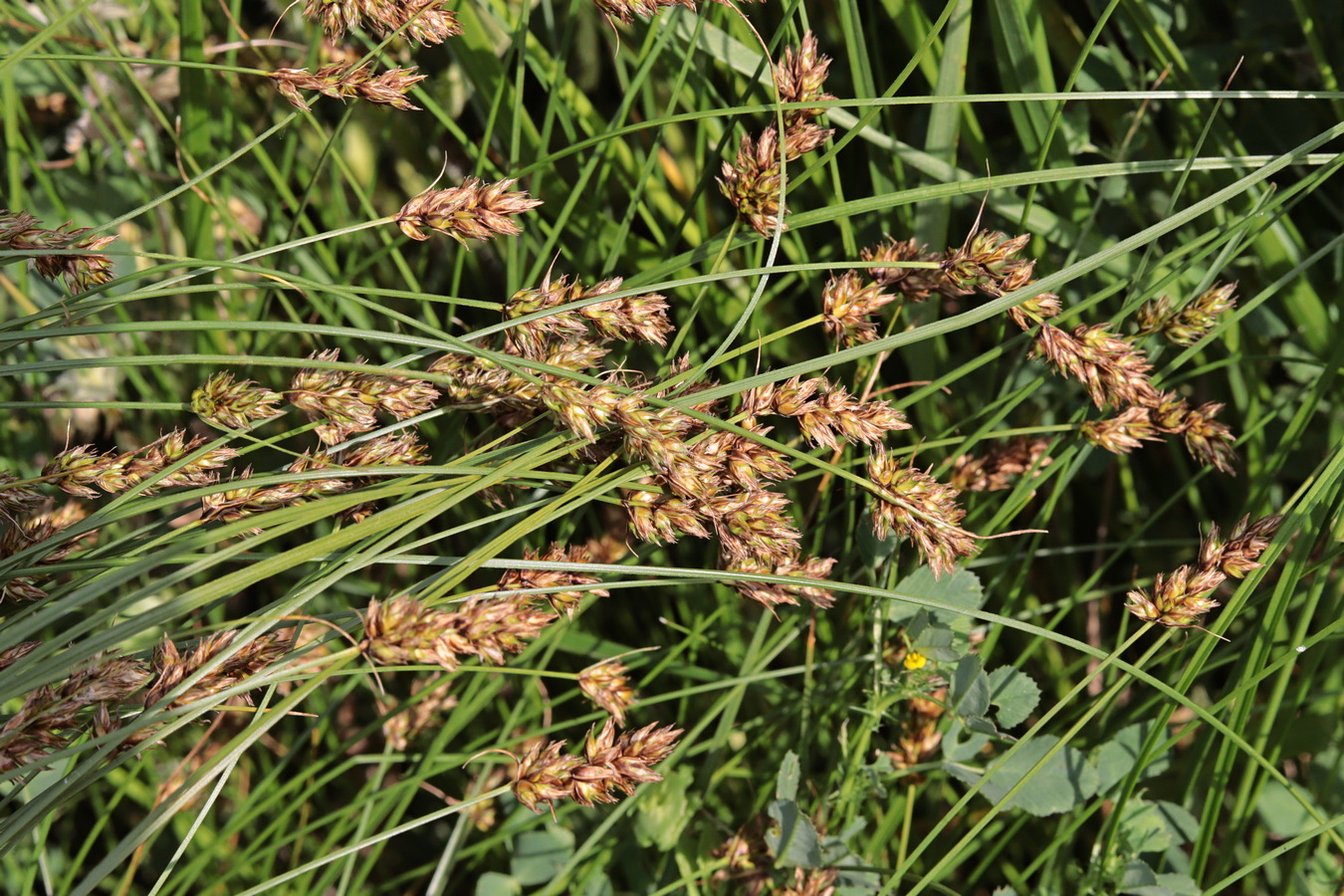 Изображение особи Carex stenophylla.