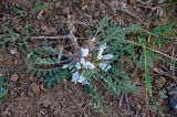 Astragalus testiculatus