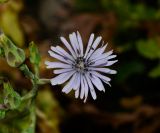 Lactuca tuberosa. Соцветие с мухами. Израиль, Голанские высоты (южная часть), г. Крамим, к северо-востоку от друзского пос. Боката, редкий лес Quercus boissieri, выс. ок. 1161 м н. у. м. 19.05.2016.