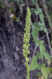 Verbascum nigrum