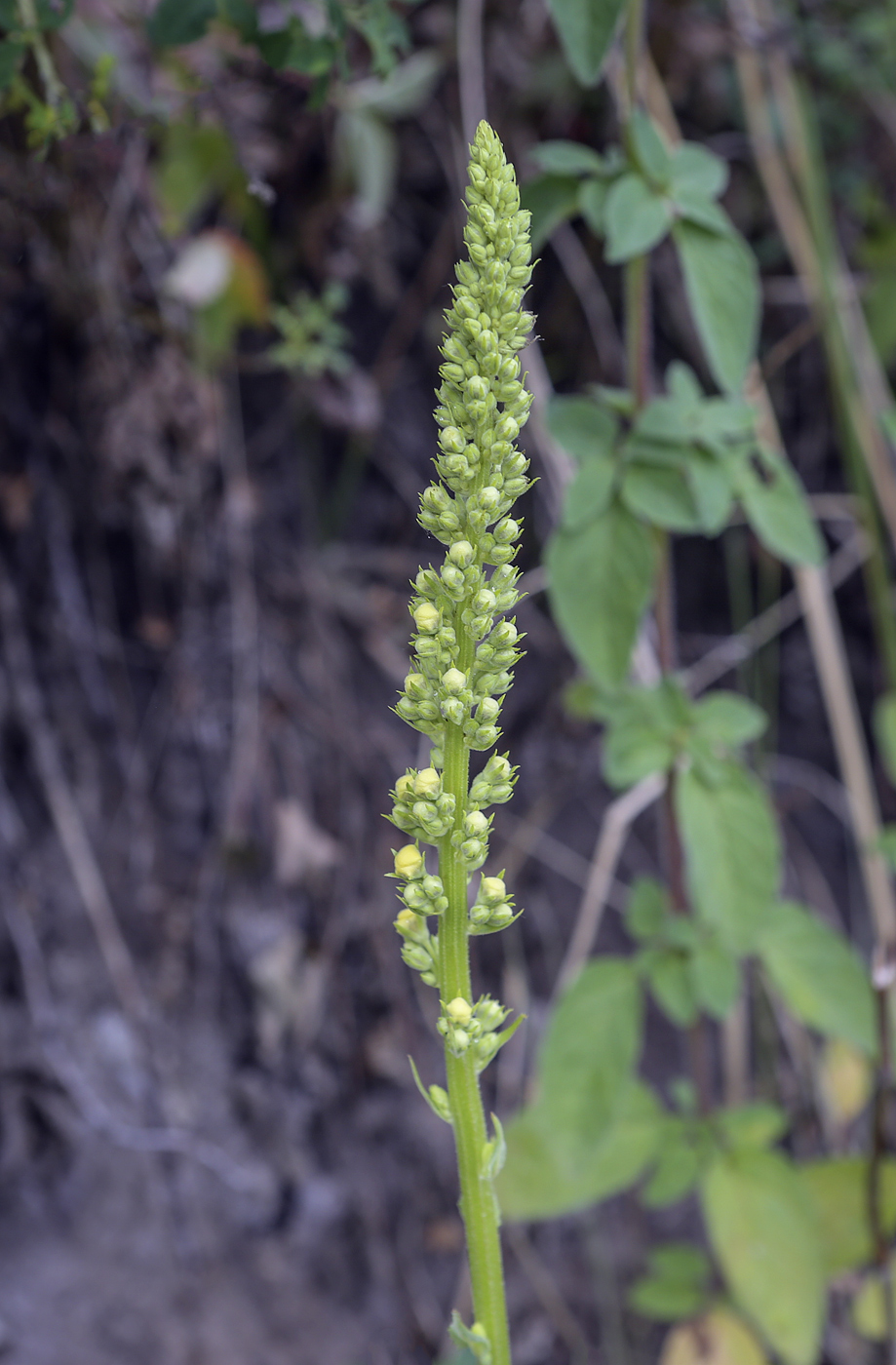 Изображение особи Verbascum nigrum.