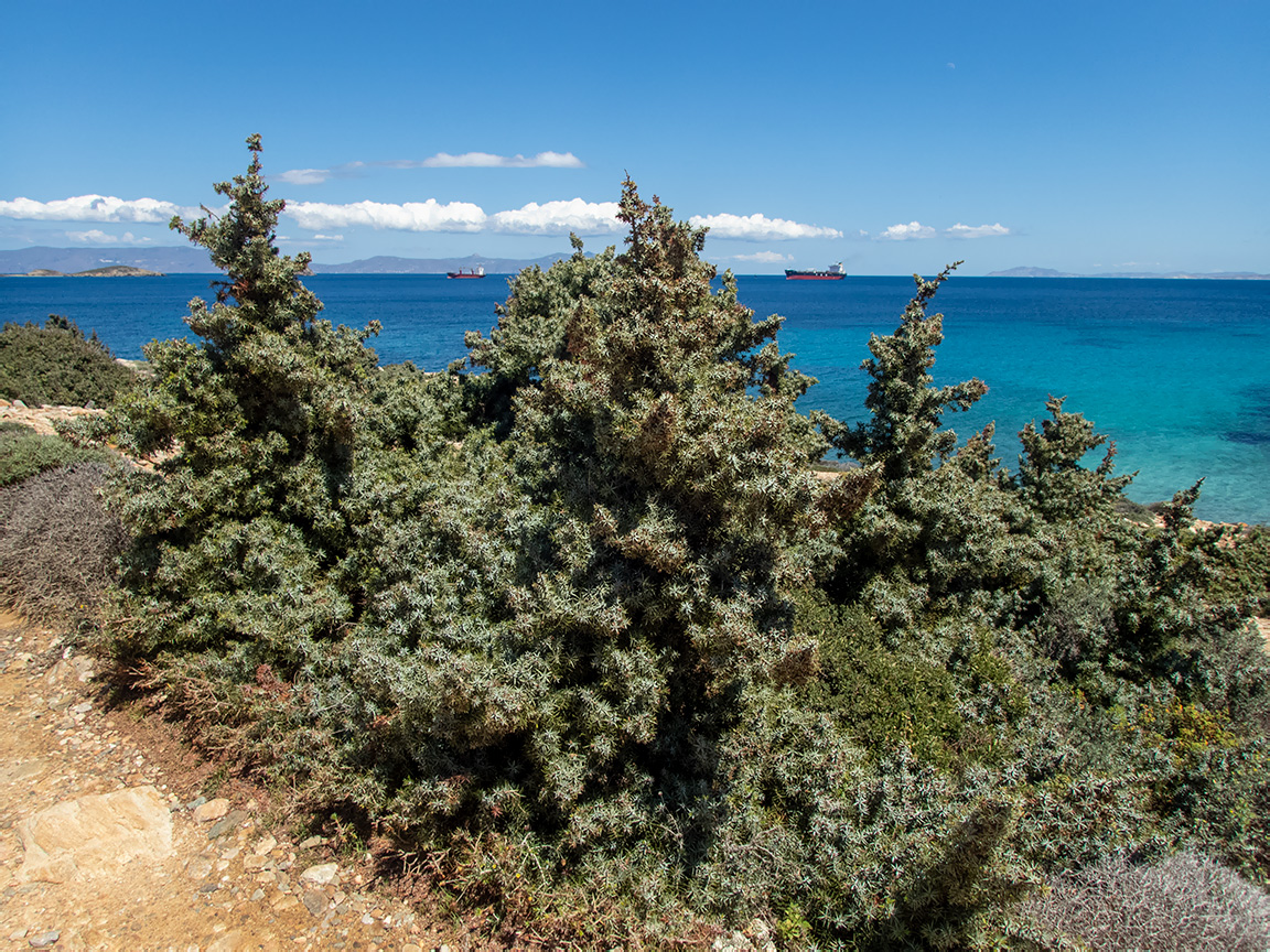 Изображение особи Juniperus oxycedrus ssp. macrocarpa.