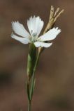 Dianthus ramosissimus