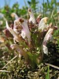 Pedicularis sylvatica. Цветущее растение. Нидерланды, провинция Drenthe, национальный парк Drentsche Aa, заказник Eexterveld, вересковая пустошь. 21 мая 2011 г.