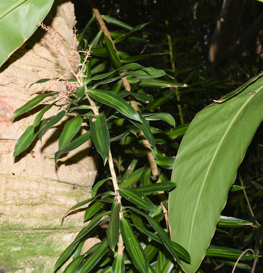 Image of Dracaena reflexa specimen.