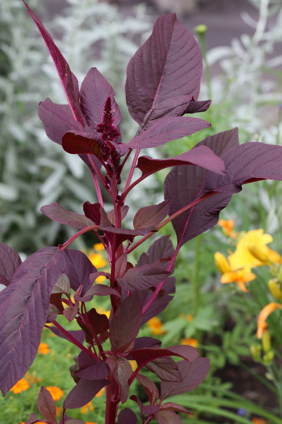 Изображение особи Amaranthus cruentus.