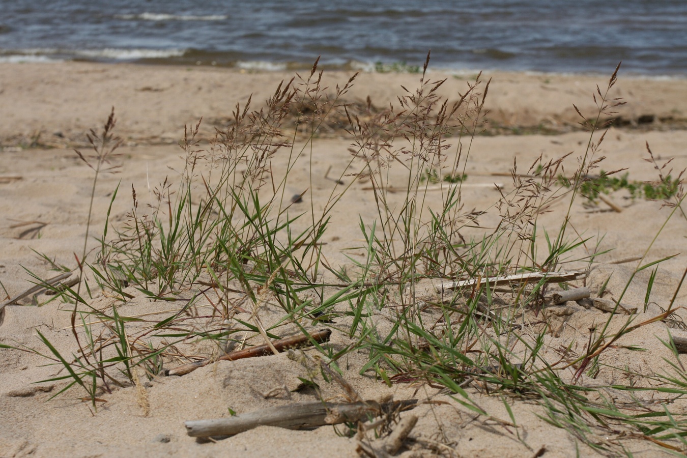 Image of Agrostis stolonifera specimen.