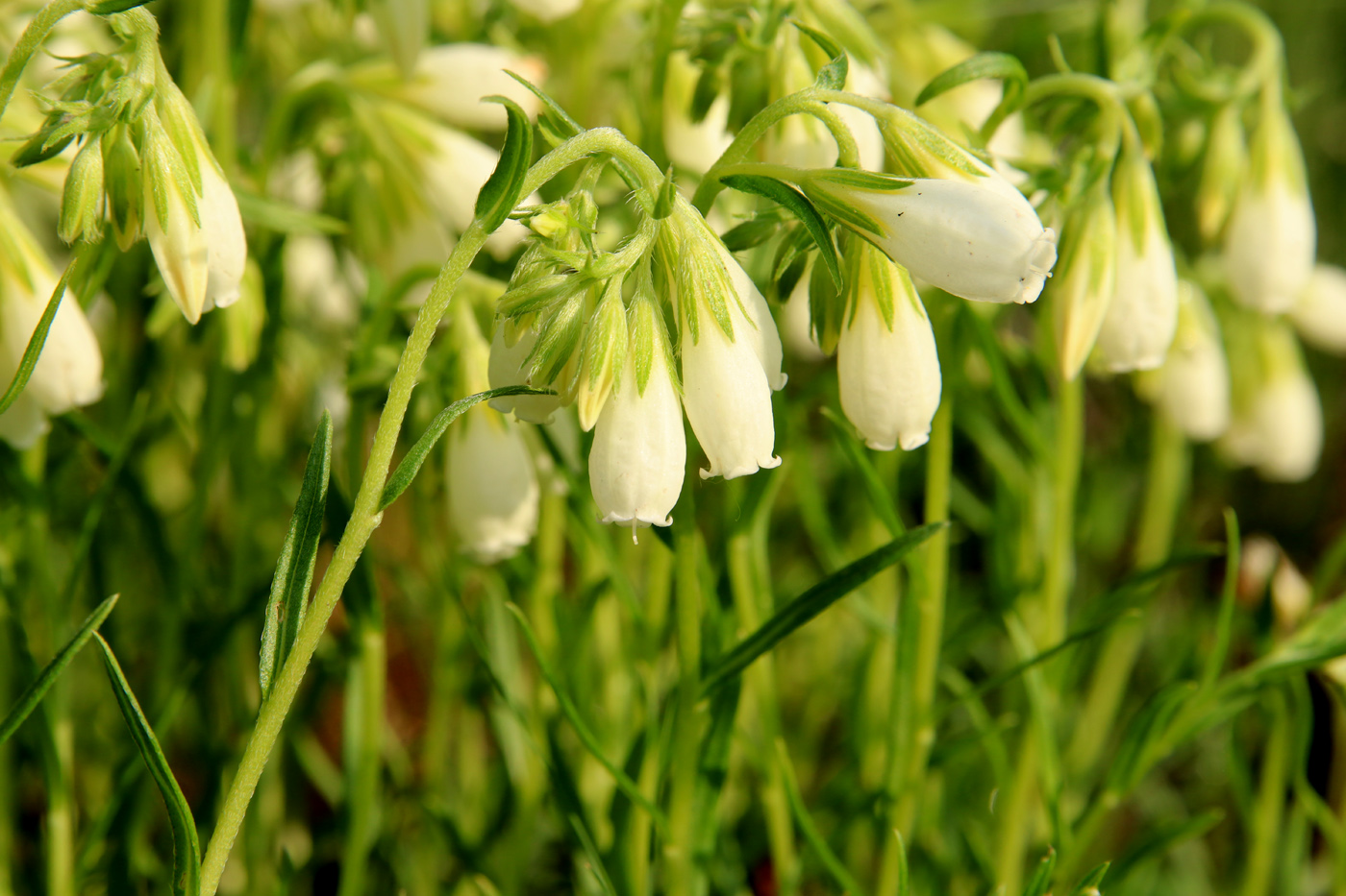 Изображение особи Onosma simplicissima.