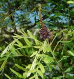 Amorpha fruticosa. Цветущий побег. Республика Абхазия, Гудаутский р-н, г. Новый Афон, берег р. Псырцха. Июль 2021 г.