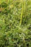 Galium rivale