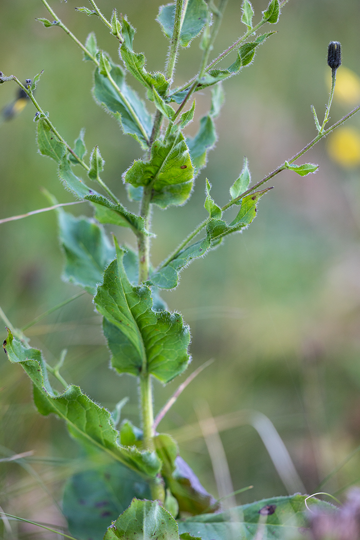 Изображение особи род Hieracium.