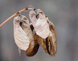 Acer ginnala