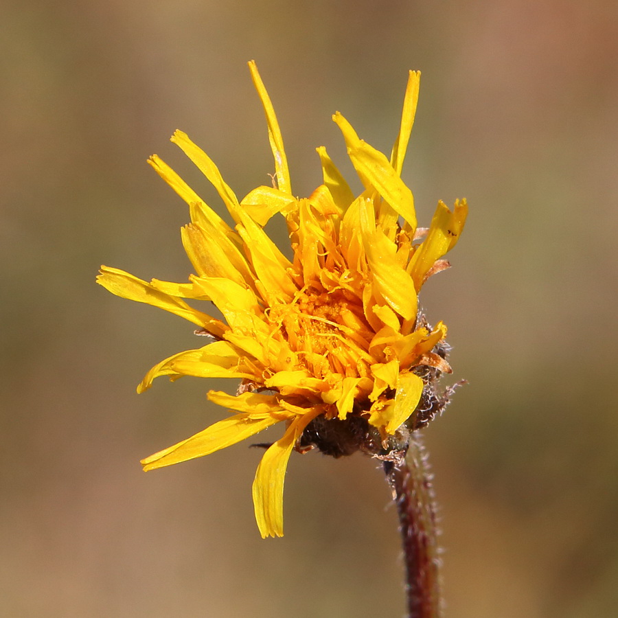 Изображение особи Crepis rhoeadifolia.