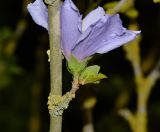 Hibiscus syriacus. Часть веточки с цветком и лишайником. Израиль, Шарон, пос. Кфар Шмариягу, в озеленении. 08.06.2016.