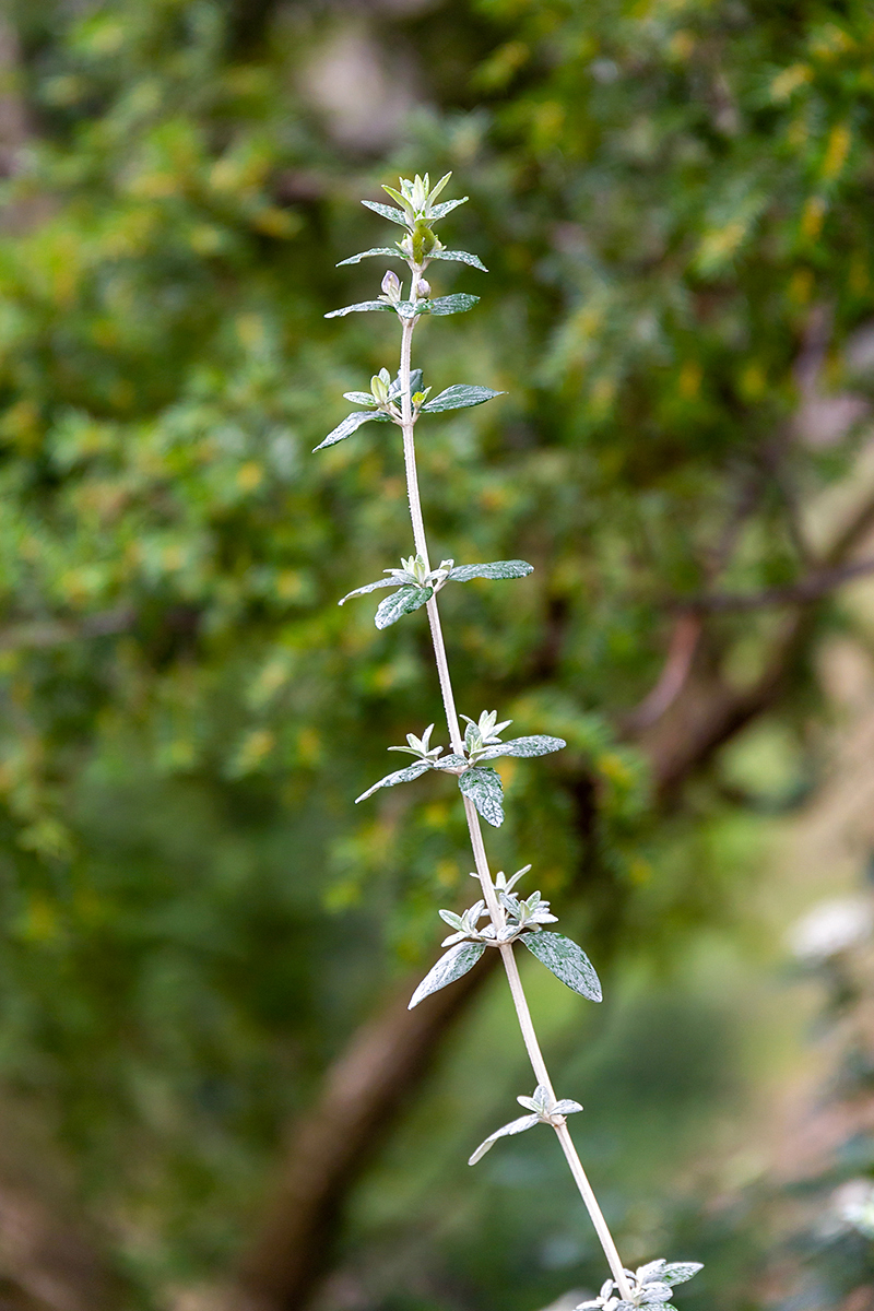 Image of Teucrium fruticans specimen.