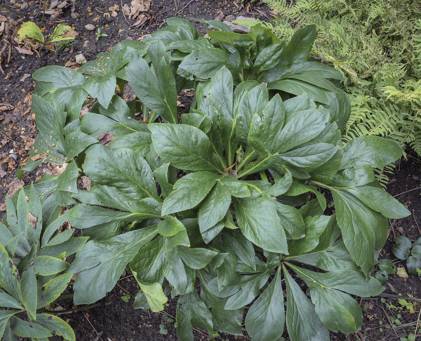Image of Helleborus orientalis specimen.